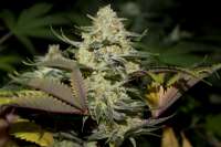 Top Dawg Seeds Stardawg - foto de NthMan