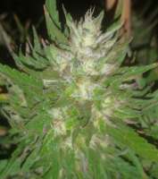 Treeology Genetics Superstar of Atlantis - foto de DisastaGreenThumb