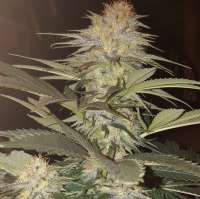 Trichome Jungle Seeds Sour Mantis - foto de GrowerX