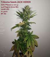 Trikoma Seeds Jack Herer - foto de DerDepressive