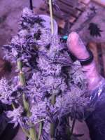 Triple Ott Organics Oregon Cookiez - foto de Beseeding