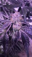 Triple Ott Organics Oregon Cookiez - foto de Beseeding