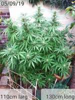 Tropical Seeds Company Afrokush - foto de MOUSTAKI222