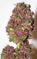 Tropical Seeds Company Smooth Smoke - foto de admin