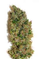 Tropical Seeds Company Smooth Smoke - foto de admin