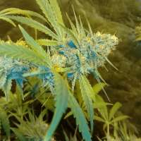 Trump Seeds Blue Cheese X Cali Orange Bud - foto de trumpseeds