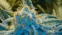 Trump Seeds Blue Cheese x Jack Herer - foto de trumpseeds