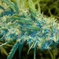 Imagen de trumpseeds (Blue Knight)