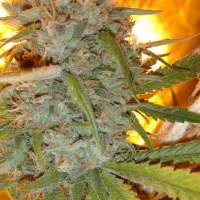 Trump Seeds Bruce Banner #3 x Amnesia Haze - foto de trumpseeds