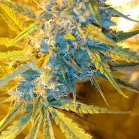 Imagen de trumpseeds (Ghost Train Haze X Girl Scout Cookie X California Orange Bud)