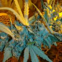 Imagen de trumpseeds (Girl Scout Cookie)