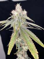 Tsunami Seed Co Ravens Revenge - foto de surfdaearth