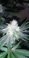 Turn It Up Genetics Gorilla Runtz - foto de Turnitupgenetics