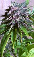 Unknown or Legendary Black Cherry Soda - foto de Breeder