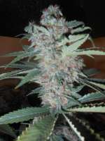 Imagen de blzbob (Grand Daddy Purple)