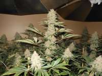 Imagen de blzbob (Grand Daddy Purple)