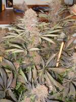 Imagen de blzbob (Grand Daddy Purple)