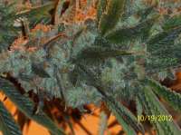 Imagen de den2be (Hells Angel OG)