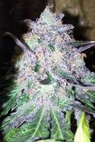 Unknown or Legendary Lapis Mountain Indica - foto de mojavegreen