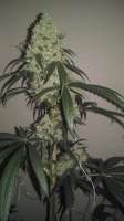 Unknown or Legendary Las Vegas Lemon Skunk - foto de AntidoteMan