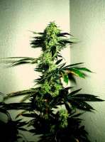 Unknown or Legendary Las Vegas Lemon Skunk - foto de AntidoteMan