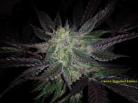 Imagen de GreenHandedFarms (Obama Kush)