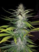 Unknown or Legendary Pineapple Kush - foto de edot13