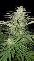 Imagen de Kusher1986 (Pineapple Kush)