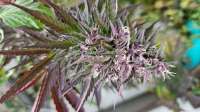 Imagen de buzz67 (Purple Bubba Kush)