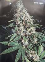 Imagen de Cyberskunk (Sour Diesel)