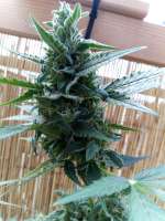 Unleashed Genetics Auto Pineapple Blue Dwarf - foto de ElmoUnleashed