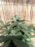 Unleashed Genetics Auto Sour Fruit Dwarf - foto de ElmoUnleashed