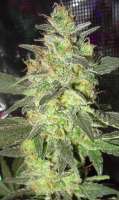 VIP Seeds Taison - foto de DelicateSounds