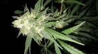 Victory Seeds Auto Blow Dream - foto de Jrdaubs