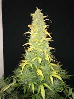 Vision Seeds AK-49 Auto - foto de Sarri