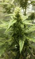 Imagen de admin (AK-49 Auto)