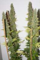 Vision Seeds Blue Power - foto de Luminator