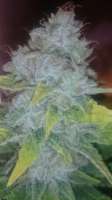 Vision Seeds Blue Power - foto de Luminator