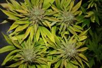 Vision Seeds Blue Power - foto de Luminator