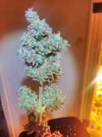 Imagen de PotHeadMason (Blueberry Bliss Auto)