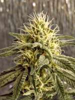 Vision Seeds ChocoLoco - foto de Taburetkin