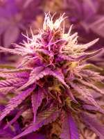 Vision Seeds ChocoLoco - foto de taburetkin