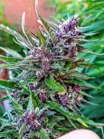 Vision Seeds ChocoLoco - foto de Juandeazul