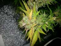 Vision Seeds NY Diesel - foto de happyhippiegenetics