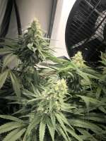 Vision Seeds Russian Snow - foto de FlipHasjkip