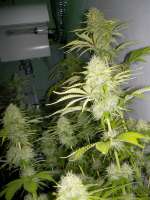 Vision Seeds Super Skunk - foto de WhiteyB