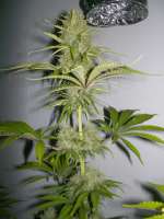 Vision Seeds Super Skunk - foto de WhiteyB