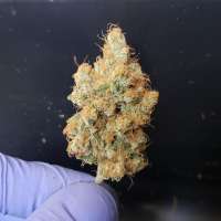 Waffle House Genetics Banana Nose Candy - foto de WaffleHouseGenetics