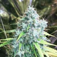 Waffle House Genetics Field of Dreams V1 - foto de WaffleHouseGenetics