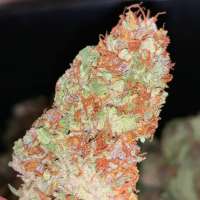 Waffle House Genetics Shuriken - foto de WaffleHouseGenetics